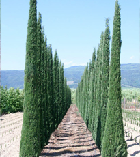 Cupressus Sempervirens