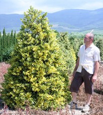 Ilex Acquifolium