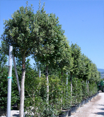 Quercus Ilex